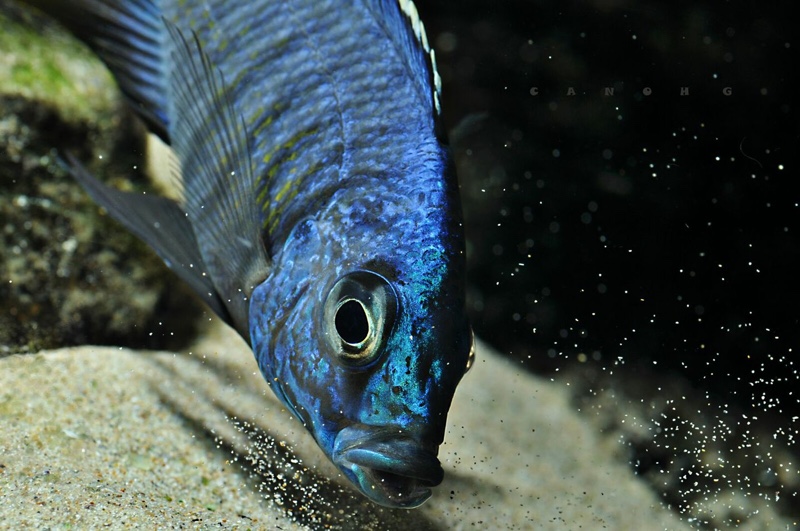 Copadichromis azureus